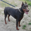 dobermann
