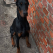 dobermann