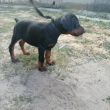 dobermann