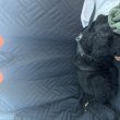 12 Hetes Óriás Schnauzer. (Szuka)