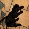 12 Hetes Óriás Schnauzer. (Szuka)