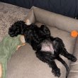12 Hetes Óriás Schnauzer. (Szuka)