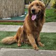Golden Retriever fiú fedez. 