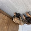 Cane Corso Ch szülőtől