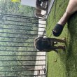 Cane Corso Ch szülőtől