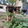 Cane Corso Ch szülőtől