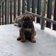 Cane Corso Ch szülőtől