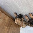 Cane Corso CH szülőtől