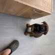 Cane Corso CH szülőtől