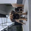 Cane Corso CH szülőtől