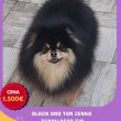 Pomerániai fiatal nőstények eladók