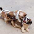 Shih-tzu fajta tiszta kiskutyák 