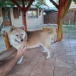 Shiba inu kutyák ingyen elvihetőek
