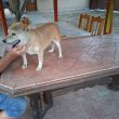 Shiba inu kutyák ingyen elvihetőek