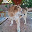 Shiba inu kutyák ingyen elvihetőek