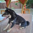 Shiba inu kutyák ingyen elvihetőek