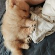 3hónapos Pomerániai kisfiú Budapesten