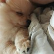 3hónapos Pomerániai kisfiú Budapesten