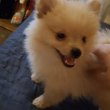 3hónapos Pomerániai kisfiú Budapesten