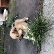 Spitz kölyök 