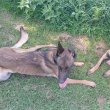 Gyönyörű Belga juhászkutya kiskutyák eladók