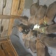 Gyönyörű Belga juhászkutya kiskutyák eladók