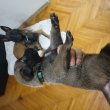 Gyönyörű Belga juhászkutya kiskutyák eladók
