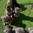 Cane corso kölyköknek