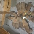 belga malinois kölykök