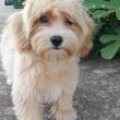 Maltipoo fiú kiskutyák