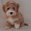 Maltipoo fiú kiskutyák