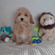 Maltipoo fiú kiskutyák