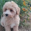 Maltipoo fiú kiskutyák
