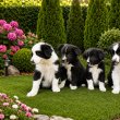 Border Collie kiskutyák