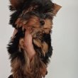 Yorkshire terrier minike kiskutyák eladók