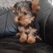 Yorkshire terrier minike kiskutyák eladók