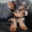Yorkshire terrier minike kiskutyák eladók
