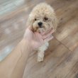 Maltipoo kiskutya