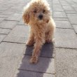 Maltipoo kiskutya