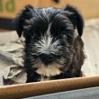 Törpe schnauzer - bolognese keverék kiskutyák