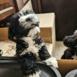 Törpe schnauzer - bolognese keverék kiskutyák