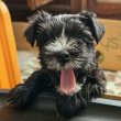 Törpe schnauzer - bolognese keverék kiskutyák