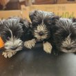Törpe schnauzer - bolognese keverék kiskutyák
