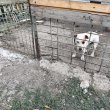 fox terrier