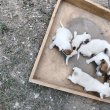 fox terrier