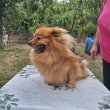 Spitz kutya