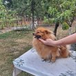 Spitz kutya