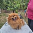 Spitz kutya