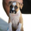 Amerikai staffordshire terrier – kölykök