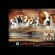 Amerikai staffordshire terrier – kölykök